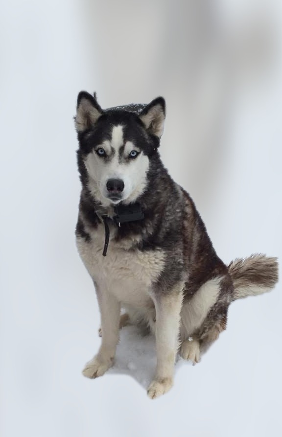 Shadow the Husky
